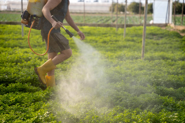 Best Ant Control Services  in Ravenel, SC