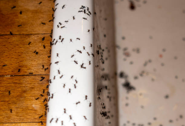 Pest Prevention Services in Ravenel, SC