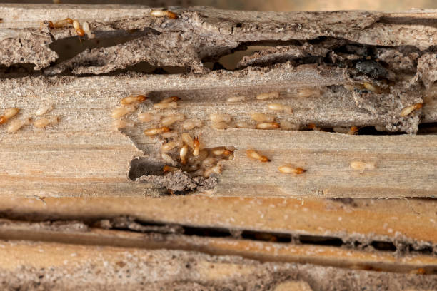 Best Best Pest Control Companies  in Ravenel, SC